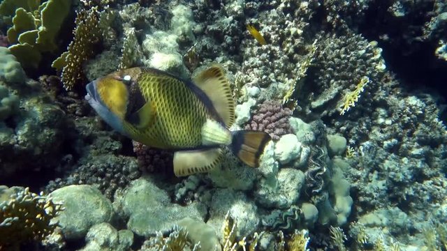 Movie clip of Titan triggerfish - Balistoides viridescens and coral reef 