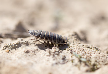wood louse on dry ground. macro