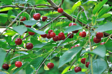 Red and sweet cherries on a branch