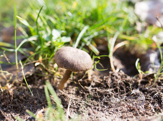 Mushroom in the grass on the nature
