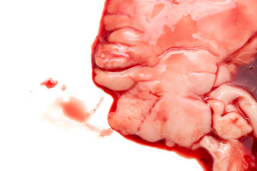 gut fish blood over a white background
