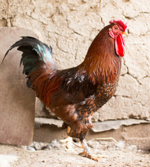 colored cock on a chicken farm