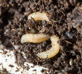 white fly larvae in the soil. macro