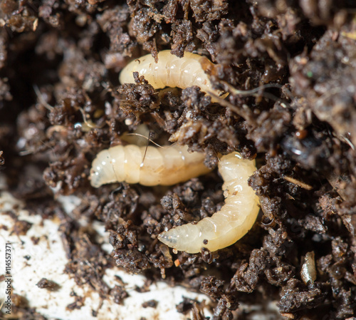 quot white fly larvae in the soil macro quot stock photo and quot white fly larvae in the soil macro quot stock photo and