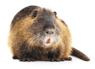 Large nutria. © voren1