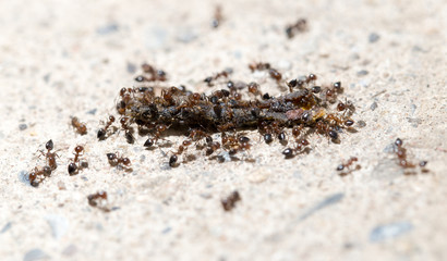 small ants eat the worm. macro