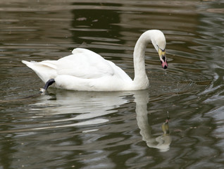 Fototapeta premium White swan floating on the lake