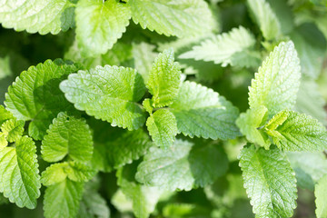 green mint leaves in nature © schankz