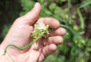 green onions in hand on nature