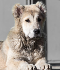Portrait of a dog on the nature