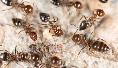 little ant in nature. macro