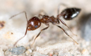 Fototapeta premium little ant in nature. super macro