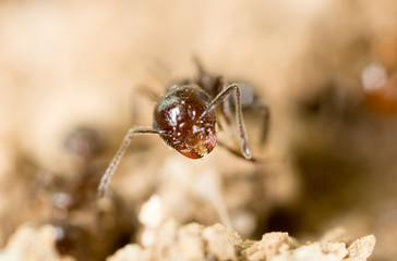 Fototapeta premium little ant in nature. super macro
