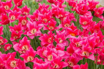 Obraz premium Flowerbed of tulips