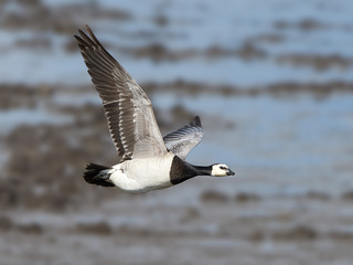 Barnacle goose (Branta leucopsis)