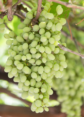 green grapes on the nature