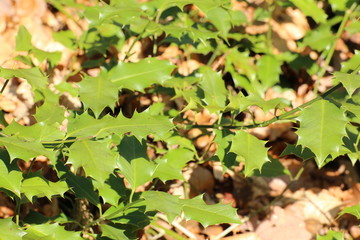 Common holly (Ilex aquifolium) leaves in sunlight 