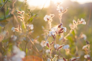 Russian wildflowers at sunset