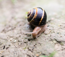 snail on the ground in nature