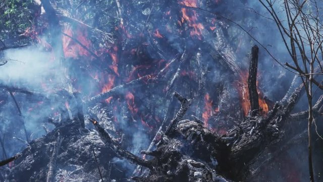 Camera move from burned out patch of grass to active fire burning in trees. Shot in 4k. Includes NAT sound.