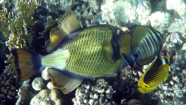 Movie clip of Titan triggerfish - Balistoides viridescens and coral reef 