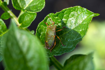 The green shield bug