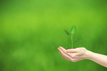 hands holding green plant