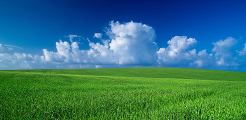 green field and blue sky
