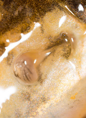 nose pike fish. super macro