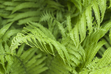 forest fern closeup