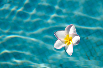 Obraz na płótnie Canvas flower on swimming pool