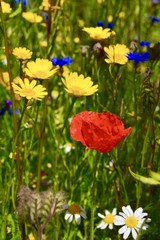 Fototapeta premium Sommer - Blumen - Wildblumen - Blumenwiese