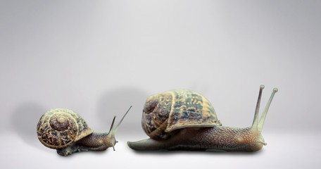Composite image of snail on a white background