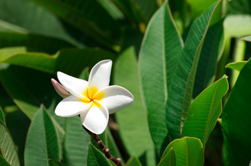 white plumeria flowers