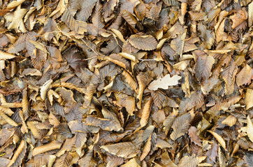 backround image of fallen autumn leaves