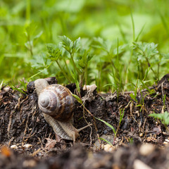 Mature snail crossing green garden