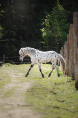 Obraz na płótnie Canvas Horse on nature