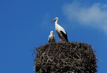
Stork couple in a nest on a chimney
