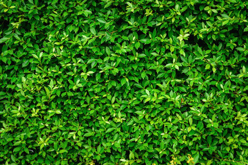 Wall green leaves background