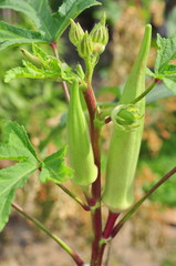 Okra or Okro plant and fruit