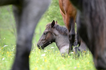 between the family, gray foal lying between other horses