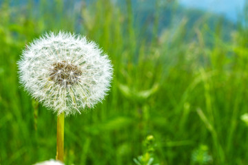 Pusteblume in den Bergen