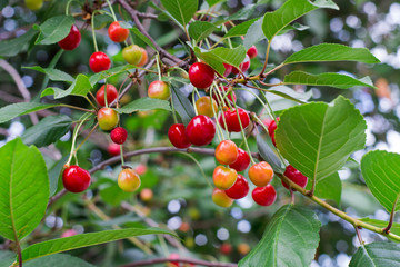 cherries on a tree branch