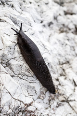 Schwarzer Schnegel - Nackschnecke auf Felsen