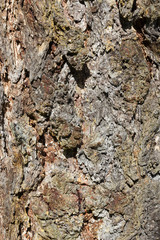 Organic pattern, Tree bark texture , larch
