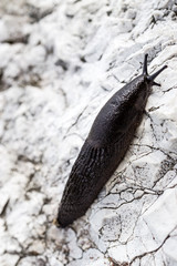 Schwarzer Schnegel - Nackschnecke auf Felsen