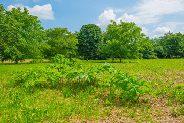 Fototapeta na wymiar Chestnut trees in a field in summer