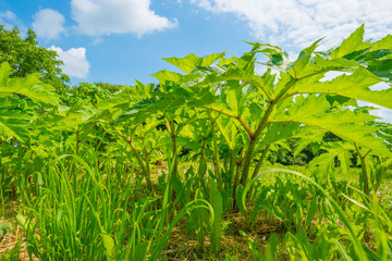 Plants in a field in summer
