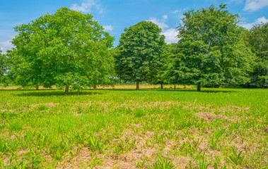 Fototapeta na wymiar Chestnut trees in a field in summer