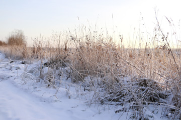 Grass in the snow and winter sunrise